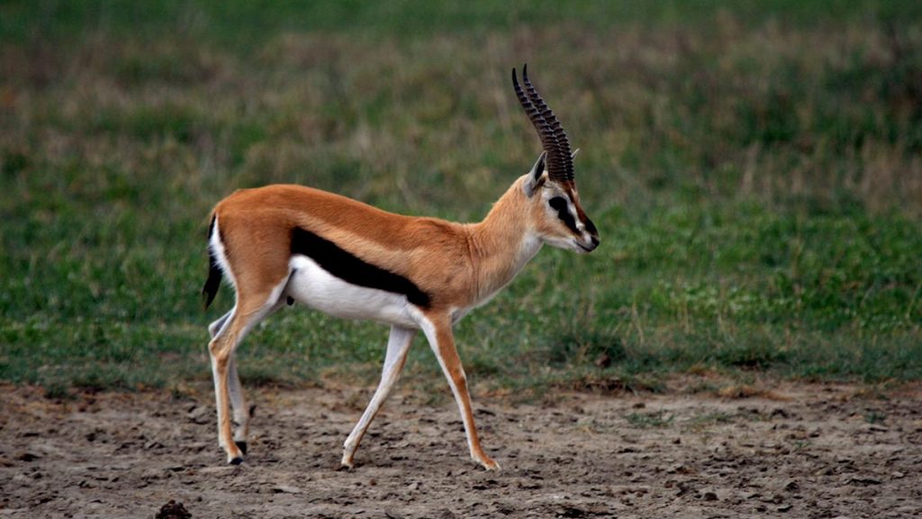 The Grant’s gazelles Antelopes in Uganda