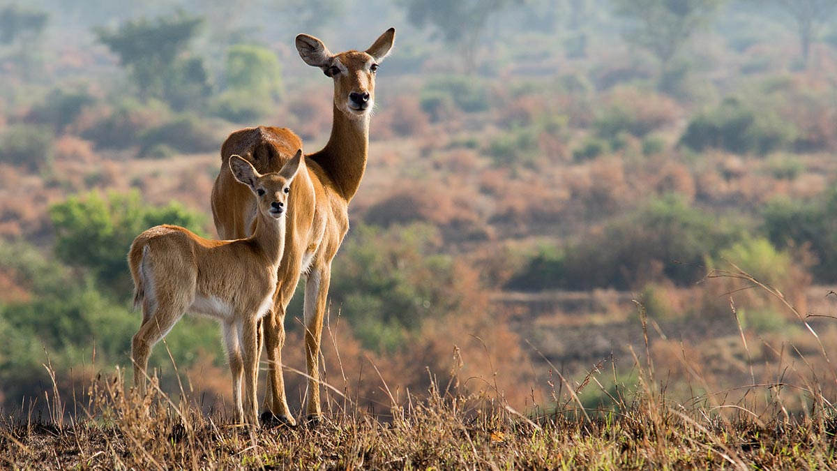 African Antelopes Found in Uganda