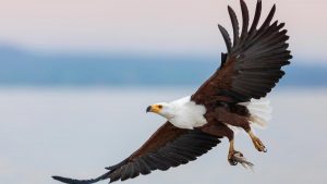 African Eagle - Birds of Prey Found in East Africa
