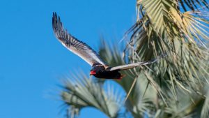 Bateleur Eagle - Birds of Prey Found in East Africa