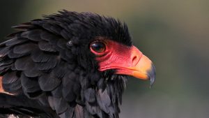 Bateleur Eagle - Birds of Prey Found in East Africa