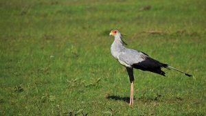 Secretary Bird - Birds of Prey Found in East Africa