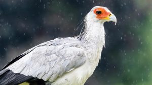 Secretary Bird - Birds of Prey Found in East Africa