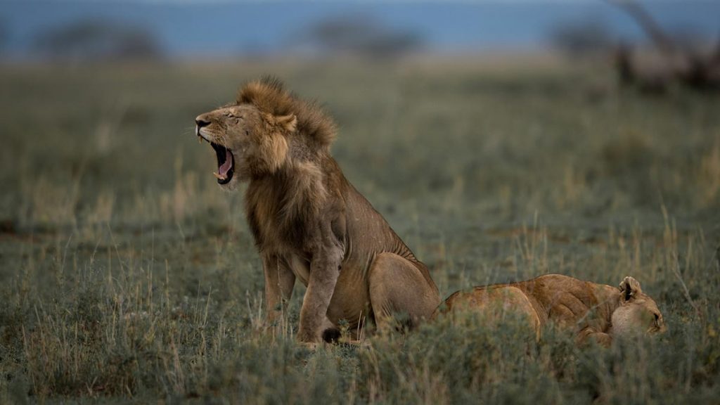 Africa Safari Big 5 Game Animals - The Lion