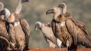 White Backed Vulture - Birds of Prey Found in East Africa