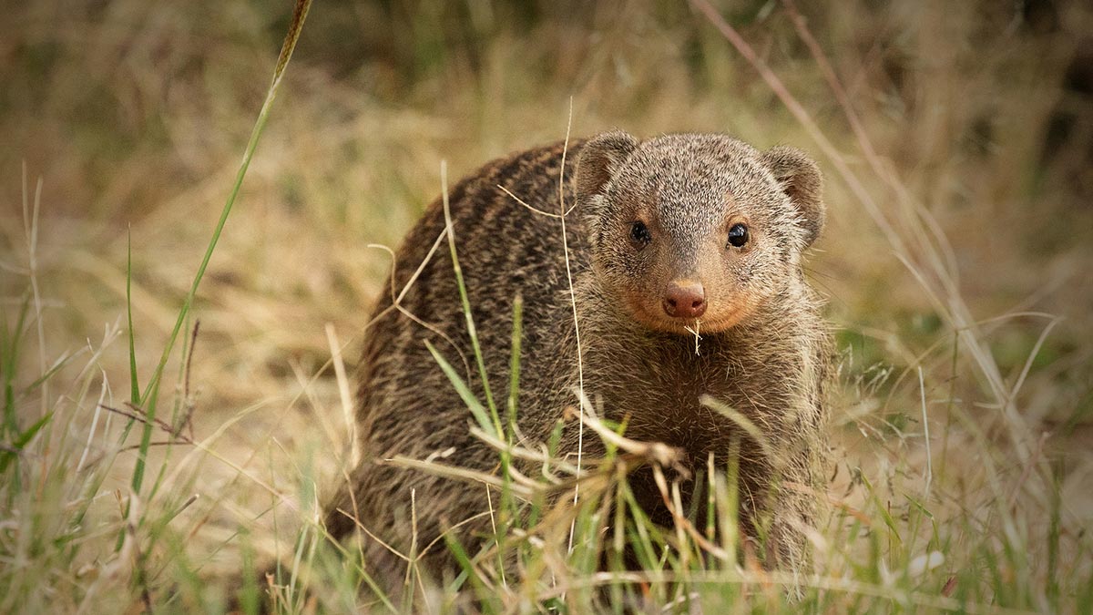 Banded Mongoose in Uganda: Where to see them