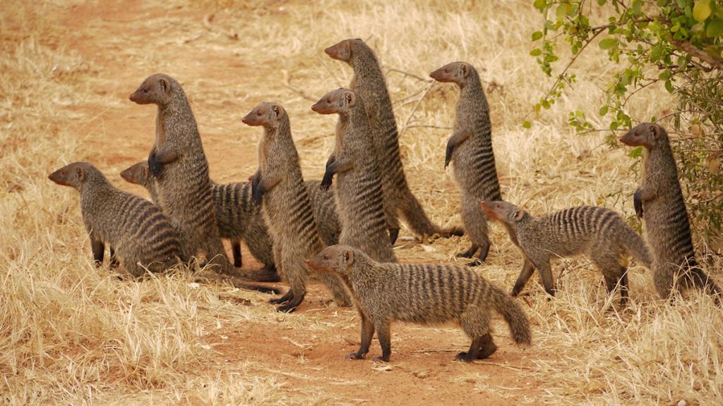 Banded Mongoose in Uganda: Where to see them