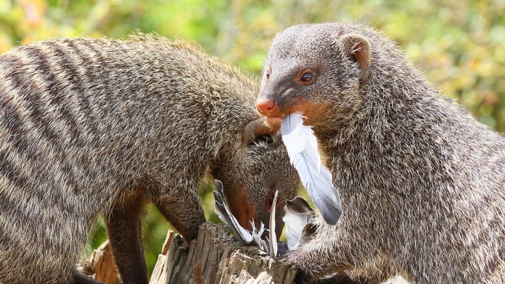 banded mongoose in Uganda