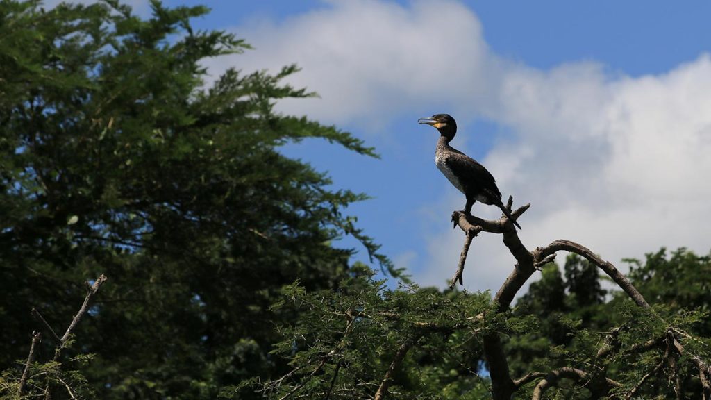 bird watching in Bwindi Impenetrable Forest