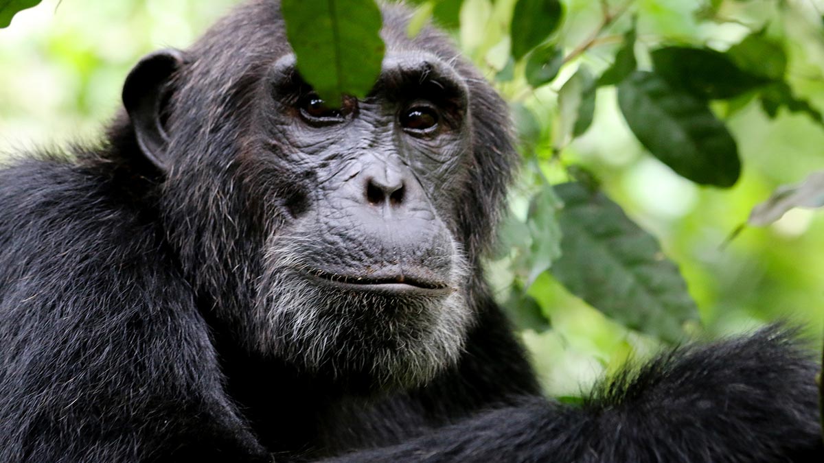 Gorilla Treks Safaris Uganda Rwanda