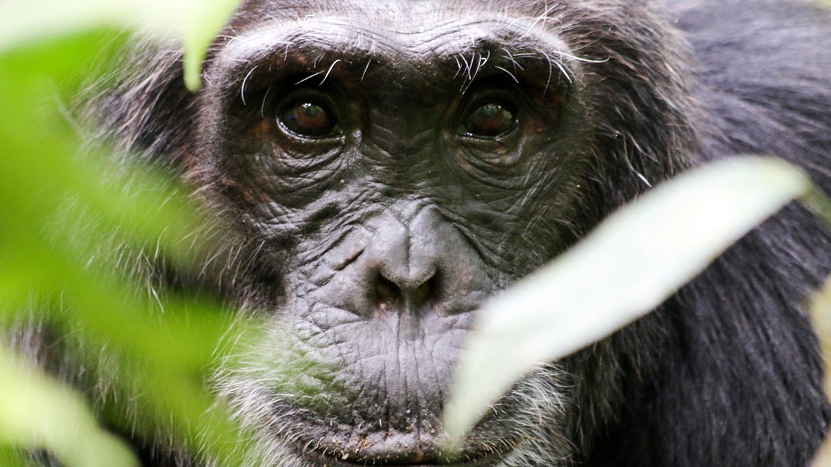 Nyungwe Forest Chimpanzees