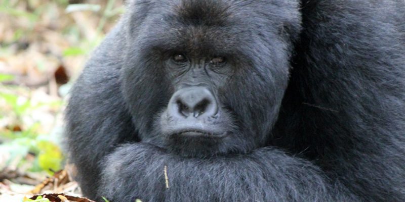 rwanda volcanoes national park gorillas