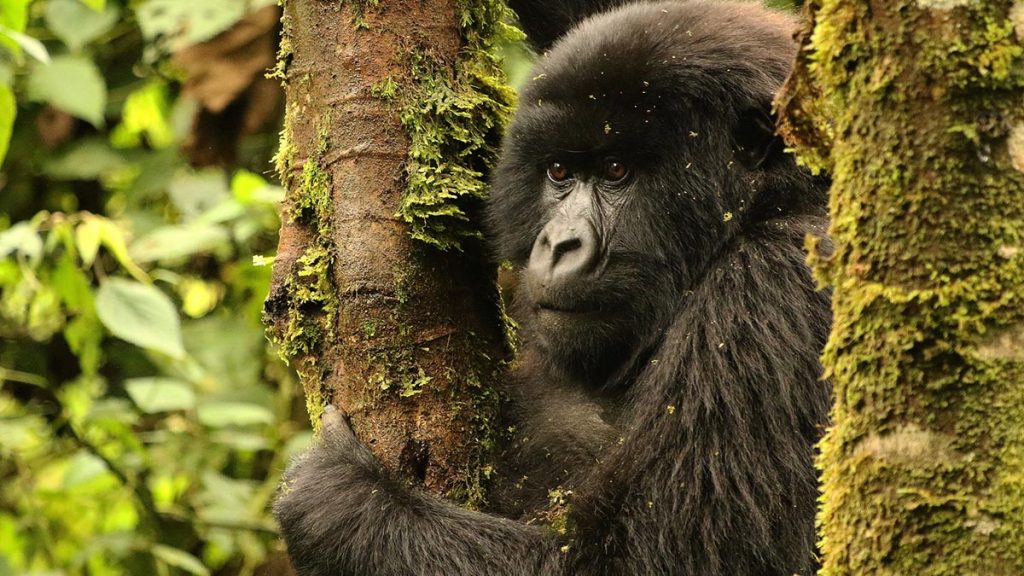 Rwanda Gorilla Tour 