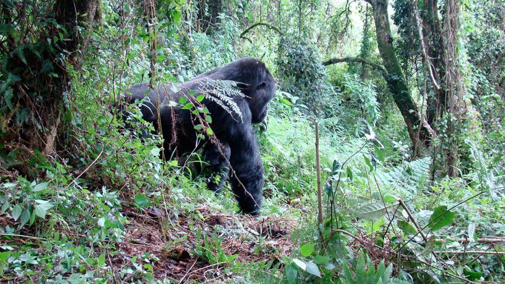 gorilla tracking in Bwindi Impenetrable Forest National park