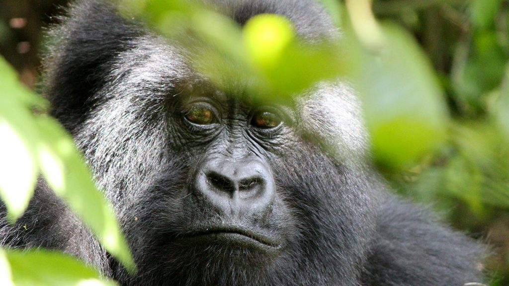 Rwanda Gorilla Trekking Safaris