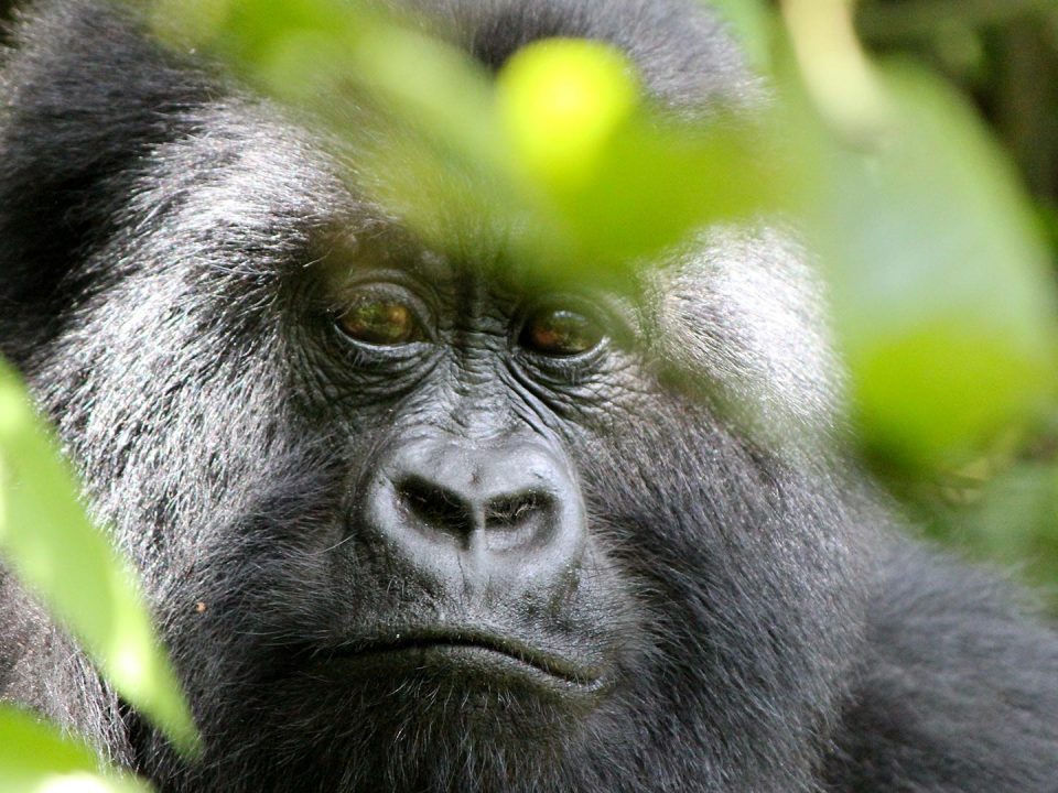 Rwanda Gorilla Trekking Safaris