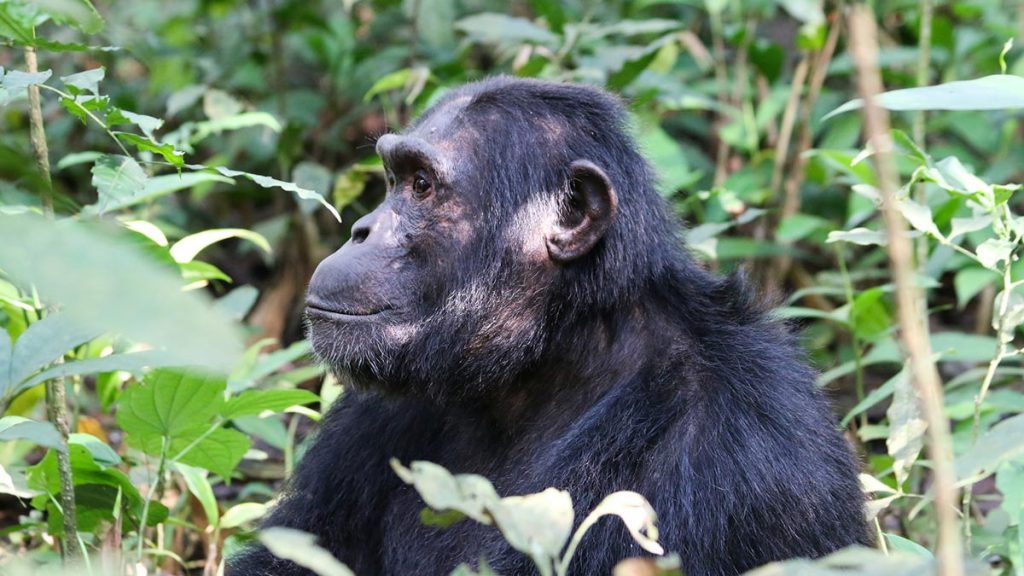 Kibale Forest National Park Primates