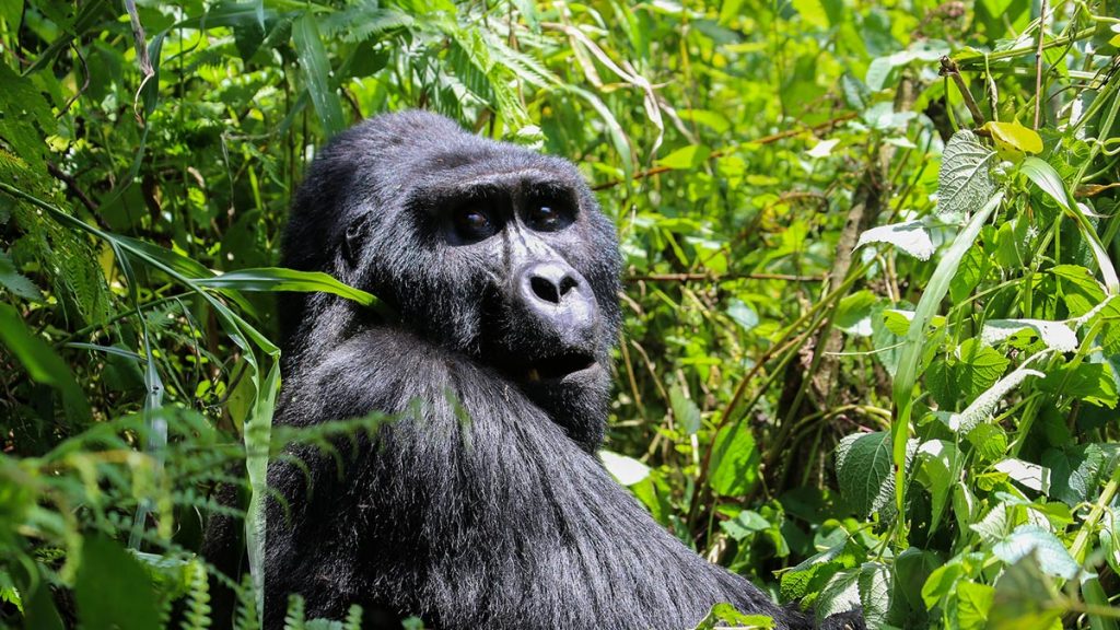 Uganda Mountain Gorillas & Wildlife Tour 5 Day