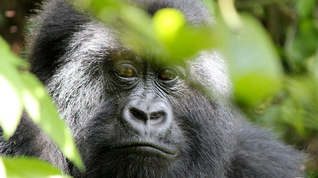 Gorilla Trekking in Both Uganda & Rwanda