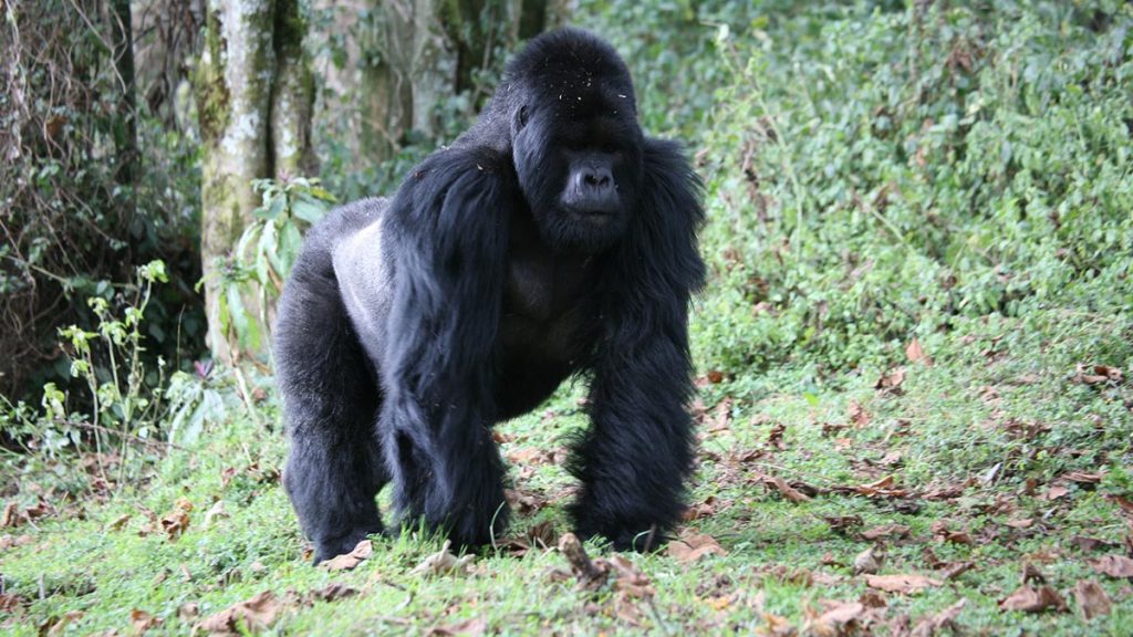 mountain gorillas in Rwanda population increased