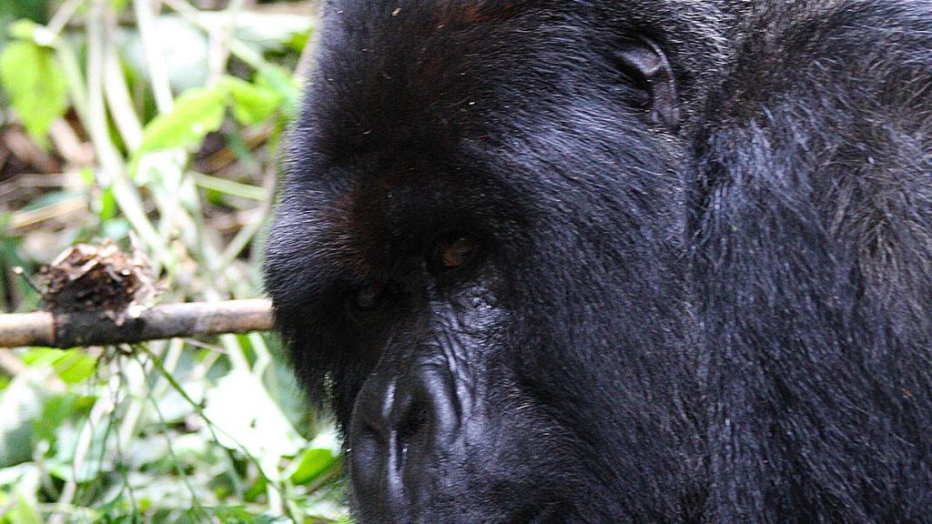 Mountain Gorillas in Bwindi Impenetrable Forest National Park
