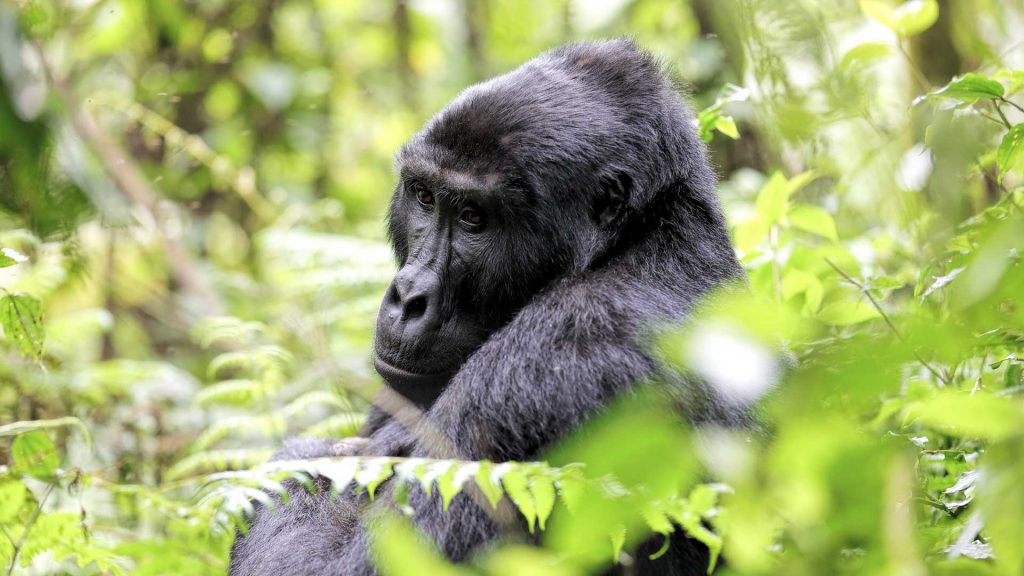Gorilla Trekking Safari in Uganda