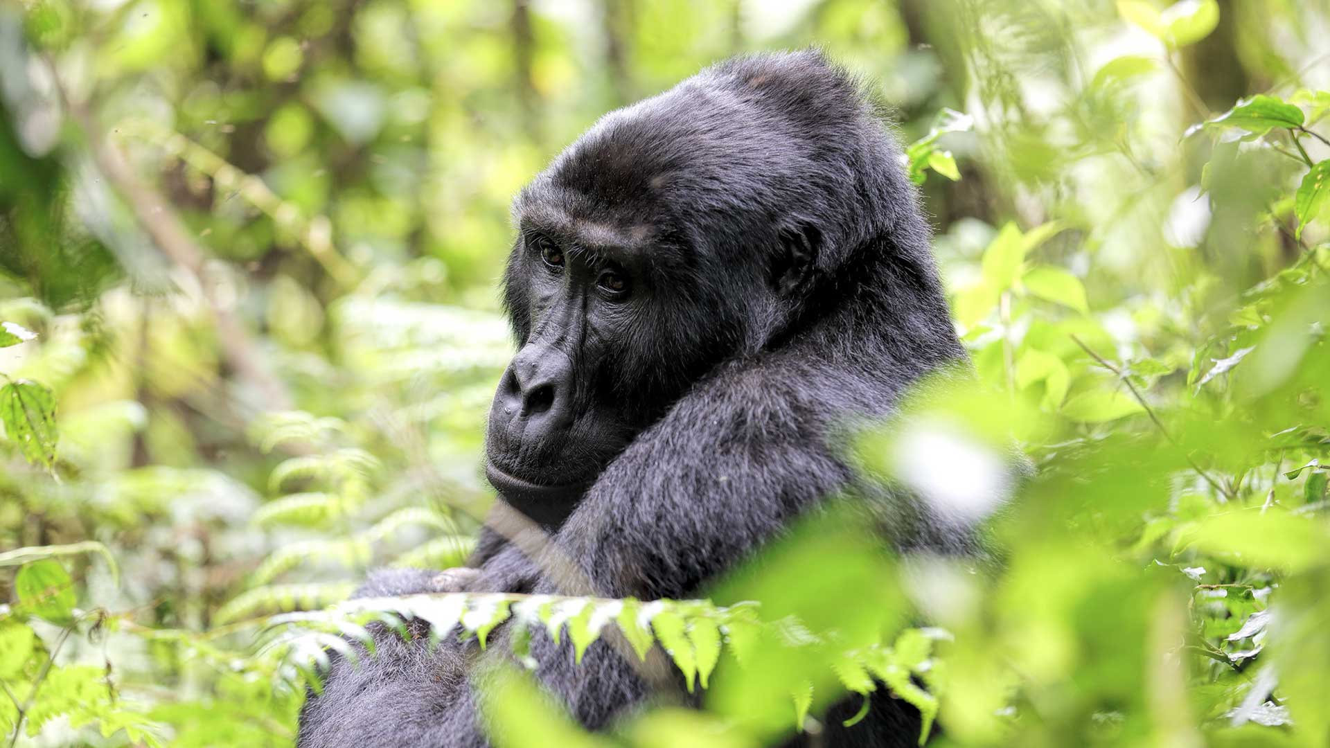 Gorilla Treks Safaris Uganda Rwanda