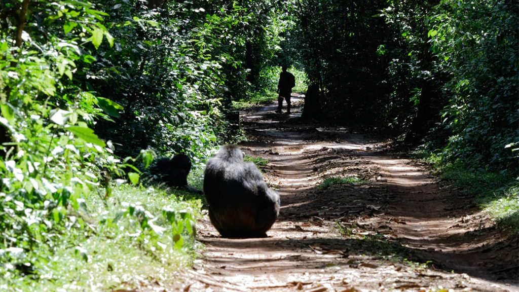 chimpanzee habituation in Kibale Forest 