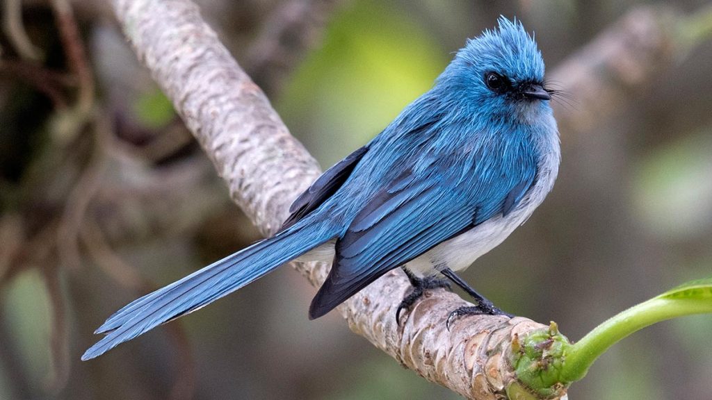 Kibale Forest African Blue Flycatcher - Birding in Kibale