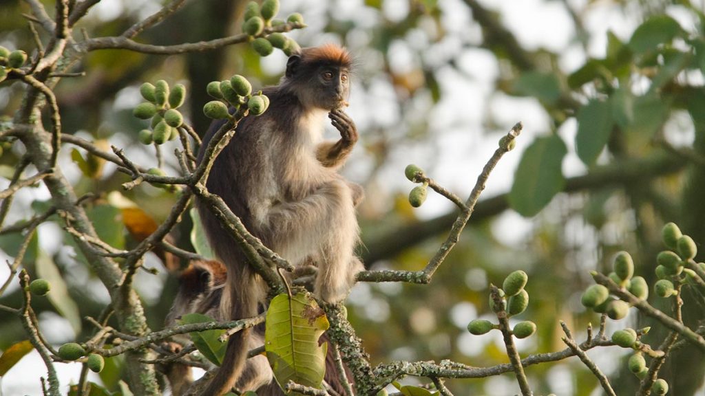 kibale forest national park wildlife - golden monkeys