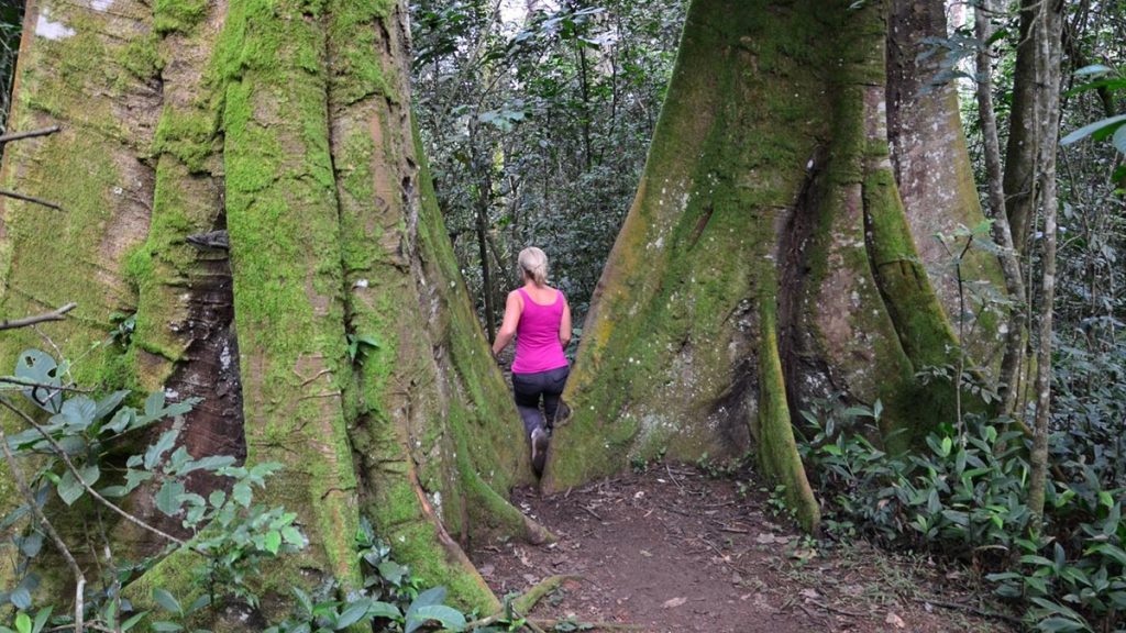 kibale forest nature walks