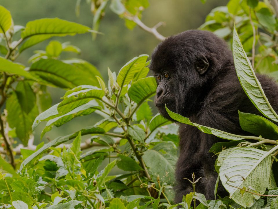 Adventure in Both Rwanda & Uganda