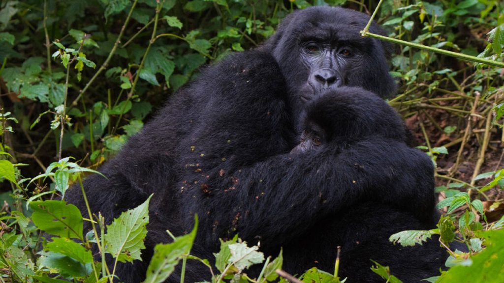 Uganda Mountain Gorillas & Wildlife Tour
