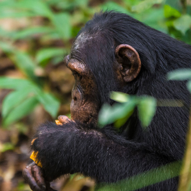 Chimpanzee Trekking Tours