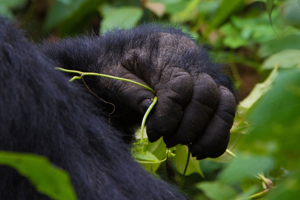 Guidelines and regulations for gorilla trekking in Uganda