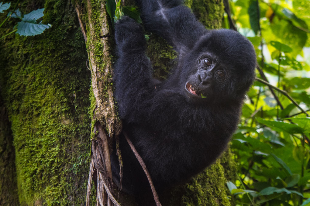 Tips for gorilla trekking in Uganda