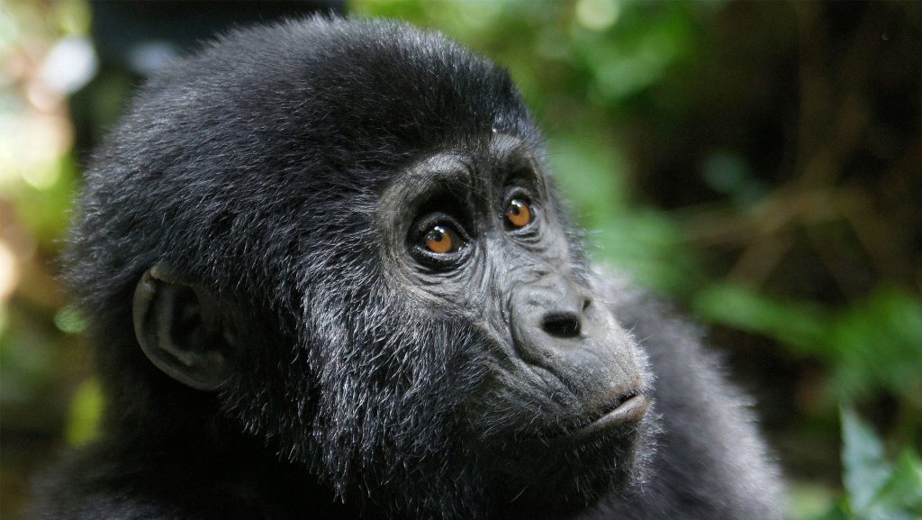 Explore Uganda Gorillas & Wildlife Safari
