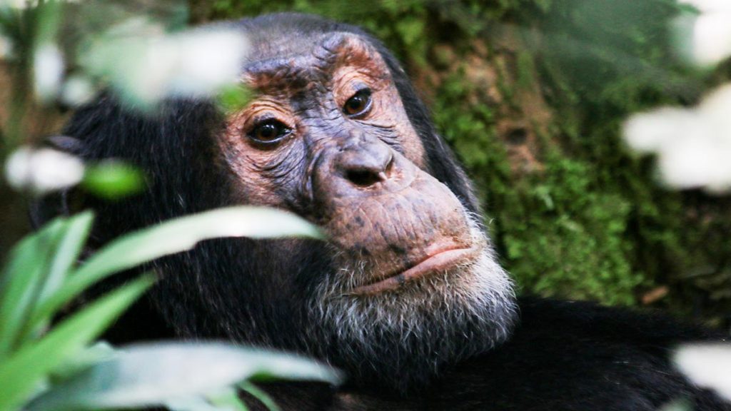 5 Days Kibale Chimpanzee Safari